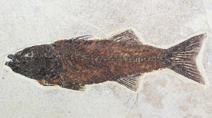 Gorgeous, Mioplosus Fossil Fish - Wyoming #62666